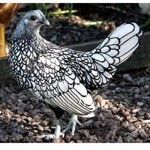 Meet your Posher, Kelley